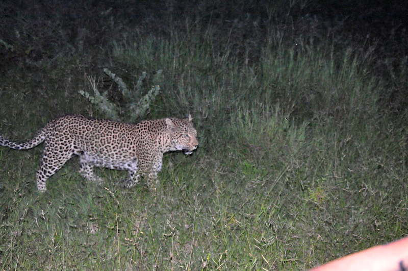 Melanie Heinrich - travel images - Lion Sands Private game reserver Hazyview